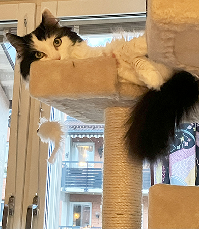 Lucifer ligger i klätterträdet och tittar ner hos Anna