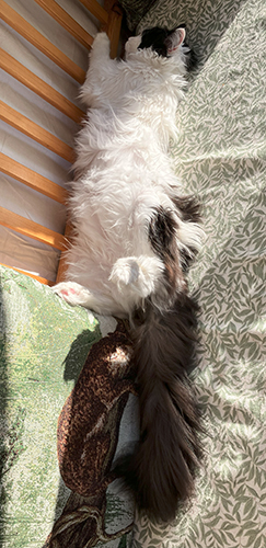 Lucifer utsträckt på Annas kökssoffa med bortvänt ansikte