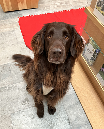 Bruno väntar på godis Bruno väntar på godis