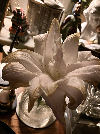 Lilja på väg att vissna Lilja på väg att vissna