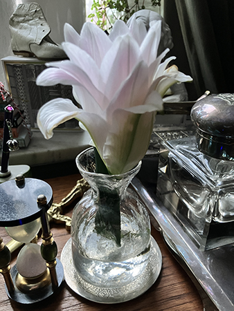 Liljan på skrivbordet börjar slå ut