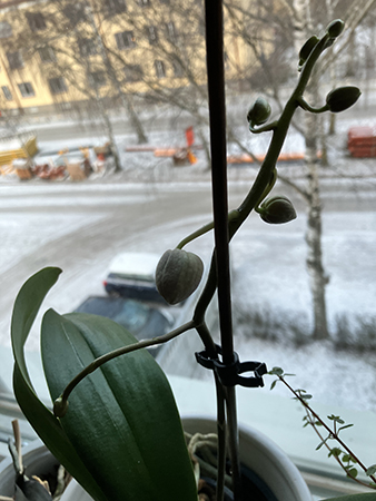 Orkidé med sju knoppar Orkidé med sju knoppar