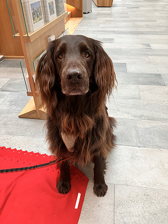 Bruno väntar på godis