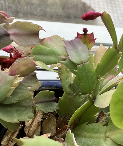 Knoppar i röda kaktusen