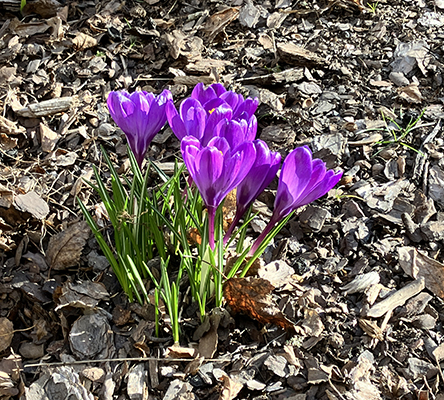 Lila Krokus på gården