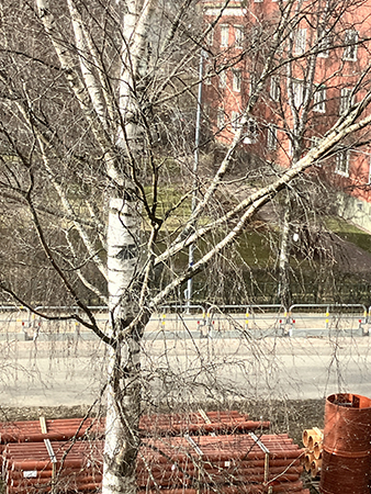 Björken utanför i allén