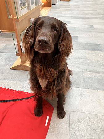 Bruno vill ha mer godis