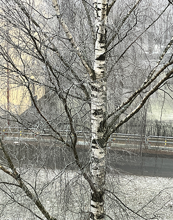 Frostig björk i allén