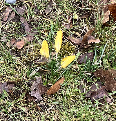 Gula krokus Gula krokus