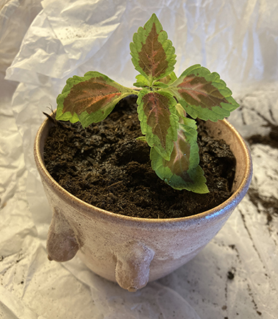 Julklappsmugg med tuttar o palettblad inuti