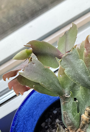 Knopp i den vita kaktusen