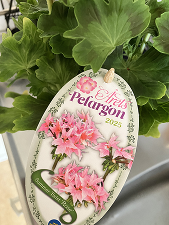 Årets pelargon 2025 Summer twist rose Stjärnpelargon