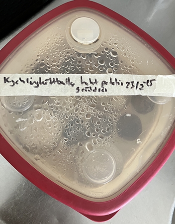 Matlåda på tining med kycklingköttbullar potatis o sås