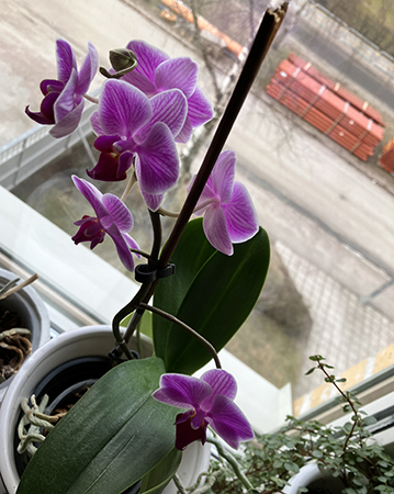 Sex blommor på rosa orkidén