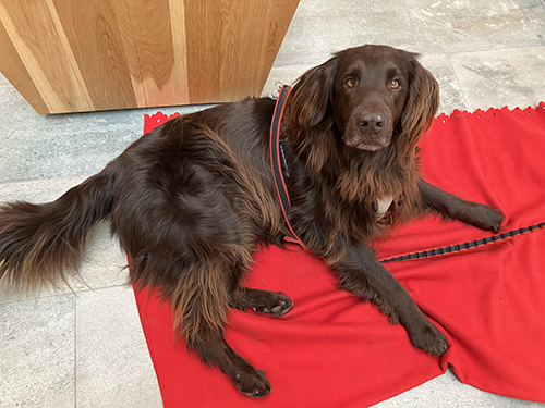 Bruno ligger på röda filten