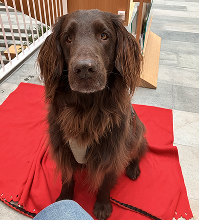 Bruno på filten 19 mars 2025