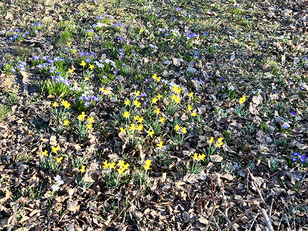 Gula och blå små blommor i Höganäsparken