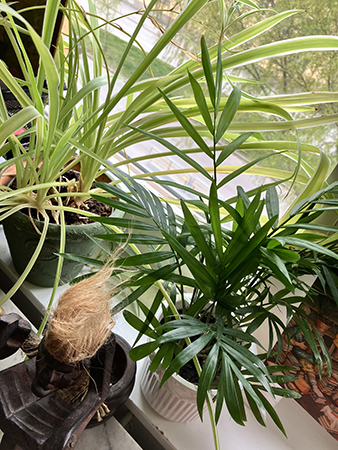 Rufsiga gröna växter