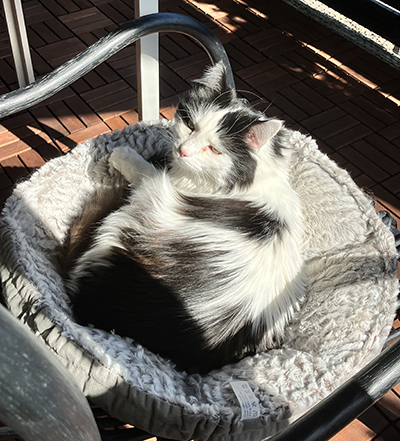 Lucifer solar i korg på balkongen