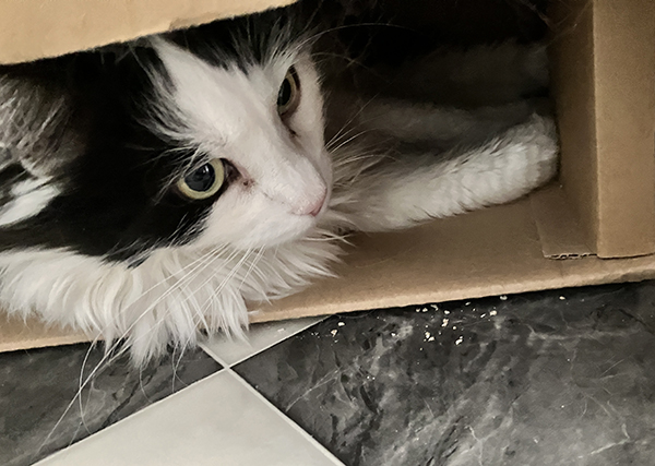 Lucifer i låda i Annas hall