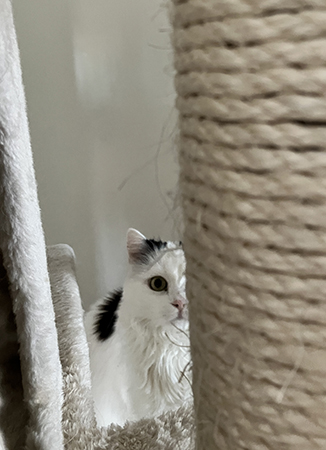 Citrus halvt dold bakom klöspelaren