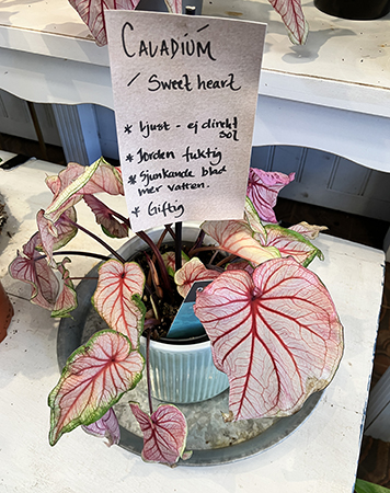 Caladium hos Nya Björck Blomsterhandel