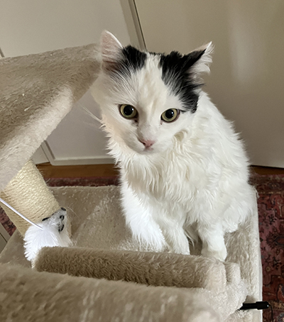 Citrus på klätterträdet