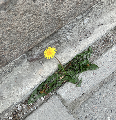 Maskros på trottoaren