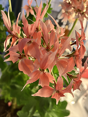 Stjärnpelargon årets pelargon 2025