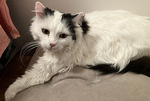 Citrus i Annas klädkammare