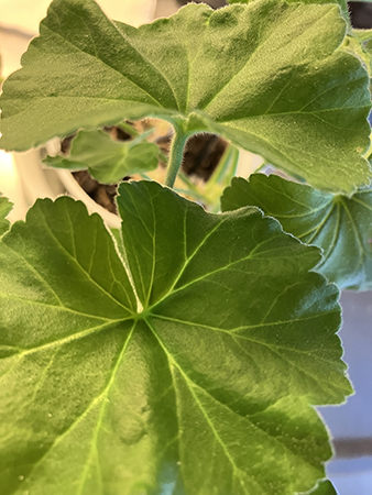 Blad på vit pelargon