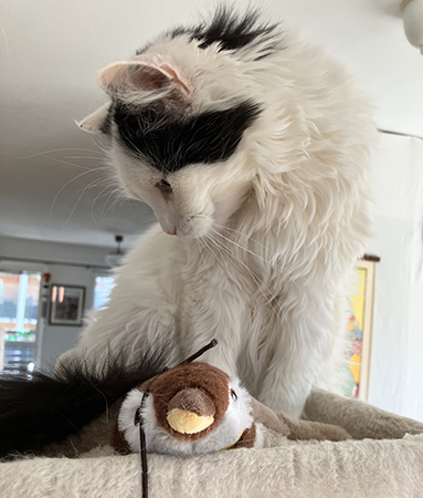 Citrus på klätterpelare 1