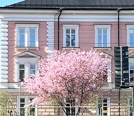 Rosa träd vid rosa hus Rosa träd vid rosa hus