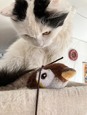 Citrus på klätterpelare med leksak