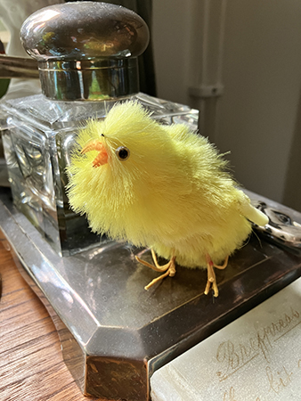 Gapande kyckling på skrivbordet