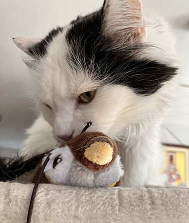 Citrus närbild på klätterpelare med leksak