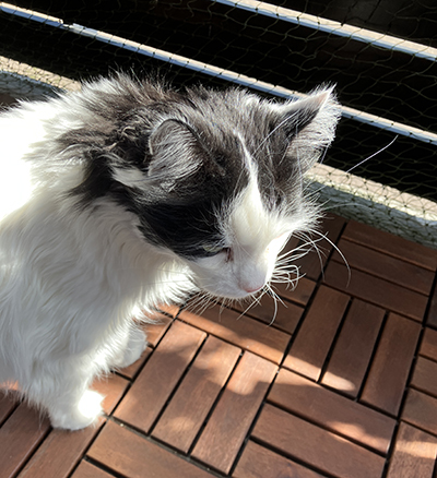 Lucifer på balkongen