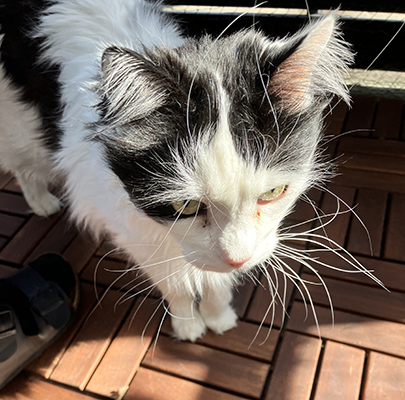 Lite ynklig Lucifer på balkongen