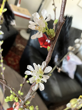 Körsbärsblom i påskriset på väg att slå ut