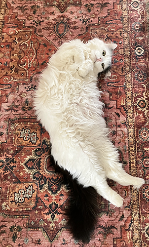 Citrus utsträckt på Annas hallmatta