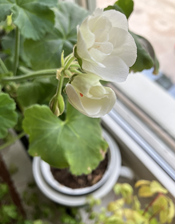 Vit blomma på pelargon i sovrumsfönstret Vit blomma på pelargon i sovrumsfönstret