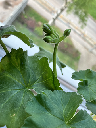 Knopp på vita pelargonen i sovrummet