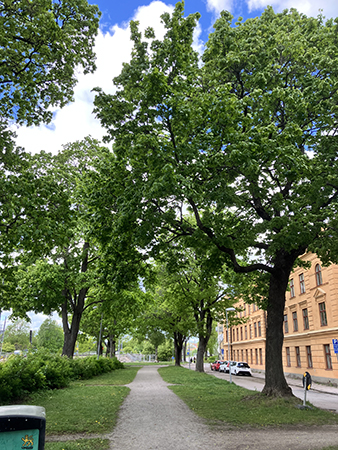 Lindallén vid Main Street