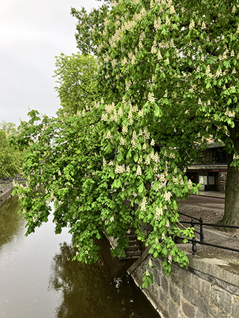 Blommande kastanjeträd Västra Ågatan