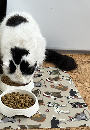 Citrus äter torrfoder