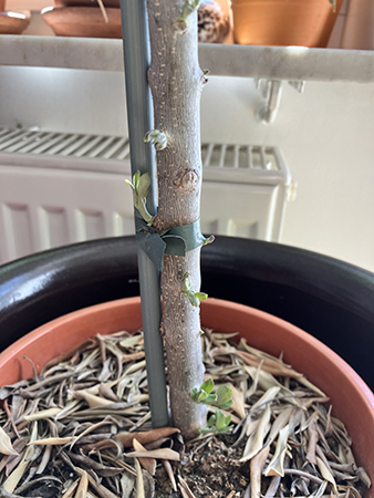 Gröna skott på det nerklippta olivträdet