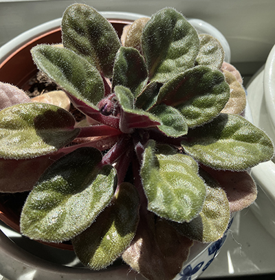 Knopp i en Saint Paulia