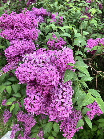 Lila syren i blomning