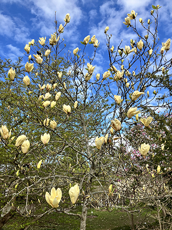 Tulpanträd i Botaniska trädgården