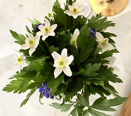 Vitsippor på bordet